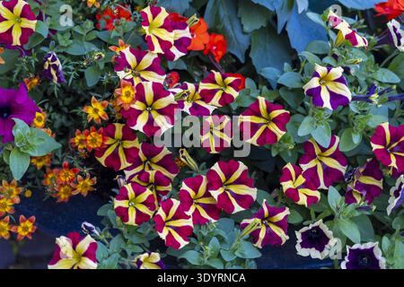 Vue de pétunias rouges et jaunes vibrants se mêlant à de délicates fleurs orangées, créant une tapisserie de couleurs et de vie dans la ville, Oslo, Oslo, Norvège Banque D'Images