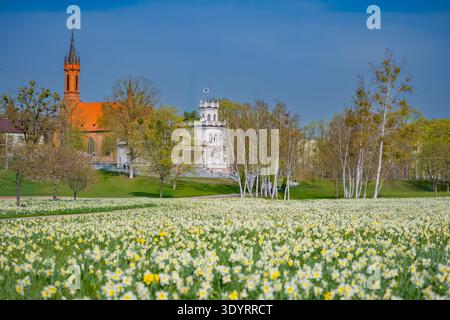 Un champ spectaculaire de milliers de fleurs de narcisse en fleurs devant le musée de la ville et l'église Sainte-Marie à Druskininkai, Lituanie. Banque D'Images