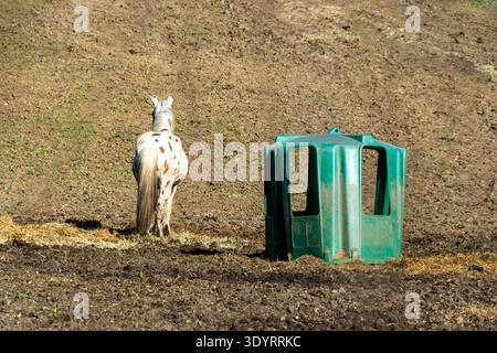 Un cheval Appaloosa tacheté se tient à côté d'une mangeoire en plastique vert dans un vaste champ sec. Le foin est dispersé sur le sol autour du convoyeur. France Banque D'Images