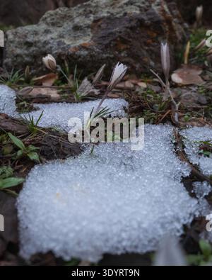 Fleurs sauvages blanches fleurissant à travers des taches de neige fondante sur un sol forestier avec des rochers et de la mousse. Cette scène de nature saisonnière convient à l'environnement Banque D'Images