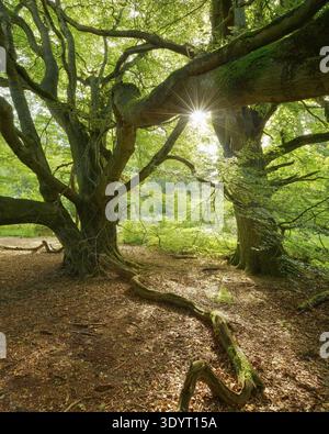 Le serpent hêtre dans une ancienne forêt de cabanes, le soleil brille à travers les feuilles vertes, Reinhardswald, jungle Sababurg, Hesse, Allemagne Banque D'Images