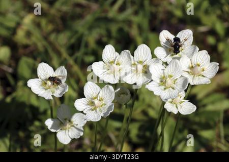 mouche caillouteuse brillante (Eristalis rupium) et mouche caillouteuse (Eristalis jugorum) sur feuille de coeur de marais (Parnassia palustris), Tyro Banque D'Images