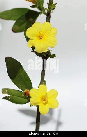 Fleurs de Jasminum mesnyi isolées sur fond blanc Banque D'Images