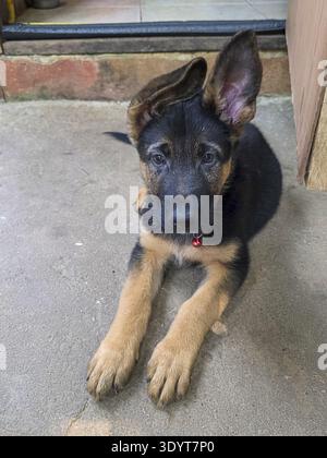 Curieux berger allemand chiot avec de grandes oreilles repose sur le sol en béton. chien de race pure avec une fourrure noire et bronzée regarde la caméra avec une expression émouvante Banque D'Images