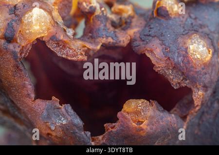 Photographie macro extrême de matière organique brun rougeâtre en décomposition avec un trou naturel et des dépôts cristallins, créant une texture côtière abstraite Banque D'Images