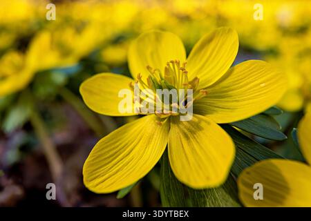 Aconites d'hiver dans la forêt Banque D'Images