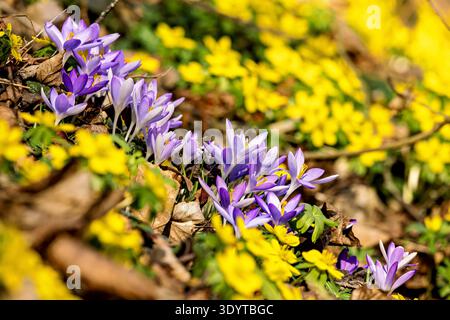 Crocus sauvages dans la forêt Banque D'Images