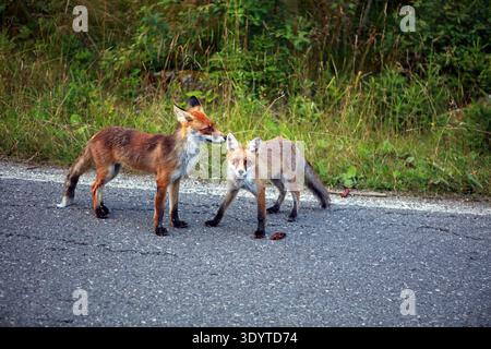 Renard roux marchant sur la route dans les montagnes Bucegi, Roumanie Banque D'Images