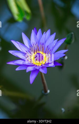 Nénuphar bleu (Nymphaea nouchali var. Caerulea), également souvent appelé le Lotus bleu Banque D'Images