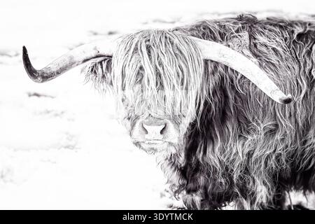 Majestueuse vache des Highlands dans un paysage enneigé, Portrait noir et blanc Banque D'Images
