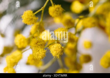 Plan macro de pompon de fleur de mimosa Banque D'Images