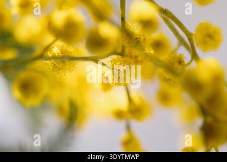 Plan macro de fleurs de pompon de mimosa en pleine floraison Banque D'Images