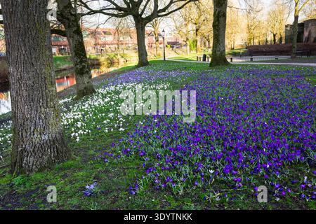 Champ de crocus violets et blancs dans un parc à Amersfoort. Banque D'Images