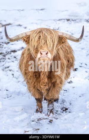 Majestueuse vache des Highlands dans un paysage enneigé, Portrait noir et blanc Banque D'Images