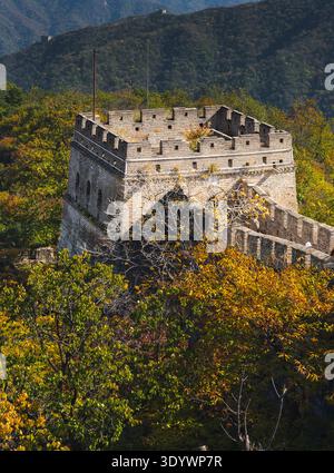 Ancienne tour de guet sur la Grande Muraille à Mutianyu entourée de feuillage d'automne Banque D'Images