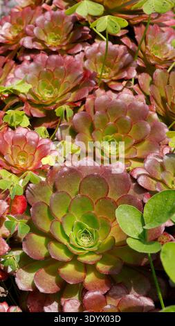 Groupe de rosettes succulentes en bronze Aeonium arboreum dans un jardin ensoleillé. Belle grappe de plantes Tree houseleek présentant parfaitement symétrique Banque D'Images