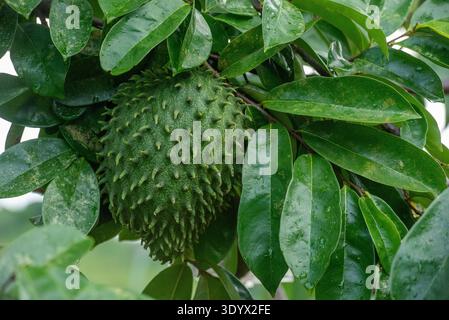 Fruit de Soursop (Annona muricata) poussant sur la branche d'arbre Banque D'Images
