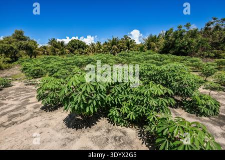 Plantation de manioc à Baía da Traição, Paraíba, Brésil. Banque D'Images