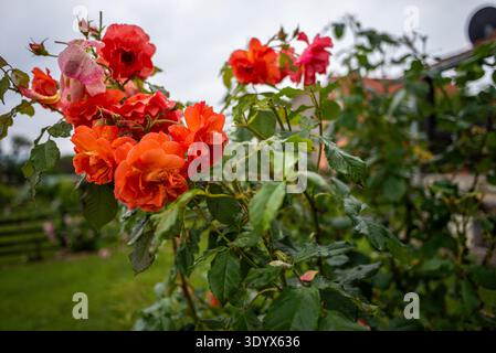 Gros plan de roses orange et rouges couvertes de gouttes de pluie poussant sur un buisson de jardin, avec des feuilles vertes et un fond rural flou sous un ciel nuageux af Banque D'Images