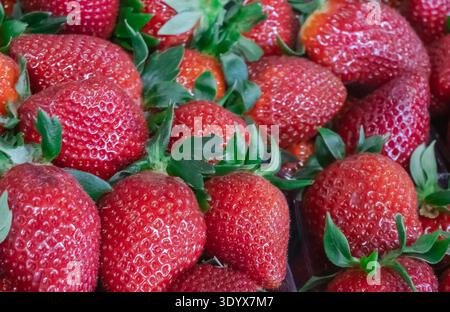 Gros plan de fraises fraîches mûres disposées dans un stand de fruits du marché des agriculteurs, mettant en évidence la couleur rouge éclatante, les feuilles vertes et la texture naturelle de la mer Banque D'Images