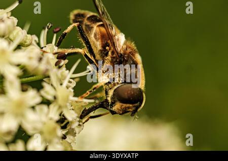 Vue détaillée de Hoverfly sur Blossom. Image intime présentant la tête d'Hoverfly et les détails de la fleur Banque D'Images