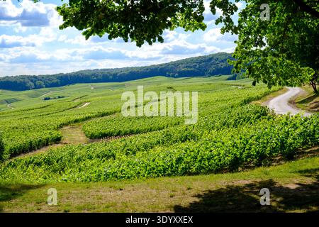 Vignobles de Champagne balayant à travers les collines avec route sinueuse en été, Hautvillers, Champagne, France Banque D'Images