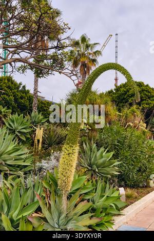 Une grande pointe de fleur d'agave courbée à queue de foxtail se trouve bien en vue dans un jardin urbain. Des palmiers et une grue de construction sont visibles contre un dessus Banque D'Images