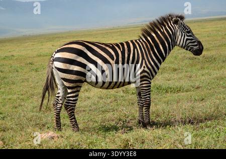 Zebra dans le parc Ngorongoro. Tanzanie Banque D'Images