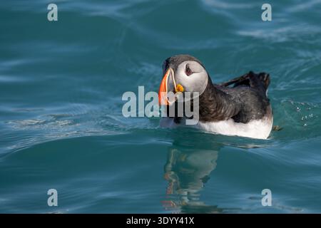 Un macareux de l'Atlantique (Fratercula arctica) nage dans les eaux de 14 Julibukta, Spitzberg, Norvège, Europe. Banque D'Images