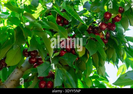 Cerises hanging on a cherry tree branch Banque D'Images