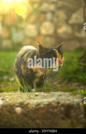 Un chat avec un mélange de fourrure noire, orange et blanche marche prudemment à travers l'herbe verte dans le jardin. Le soleil se couche derrière un mur de pierre, jetant un chaud Banque D'Images