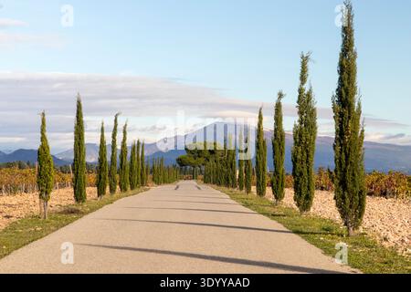 Vignoble de Châteauneuf-du-Pape avec vue sur le Mont Ventoux au loin ; proche de la ville de Roquemaure ; France Banque D'Images