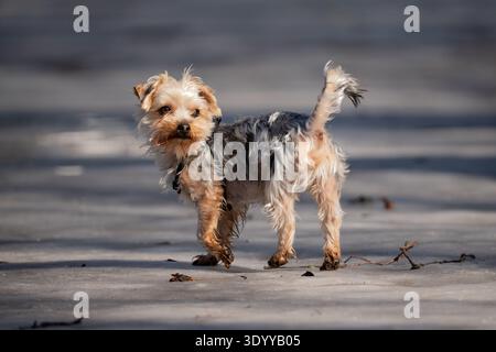 Petit chien Yorkshire Terrier courant sur un sol gelé dans le soleil de printemps oraz chiot Yorkie mignon debout sur la glace regardant la caméra. Banque D'Images