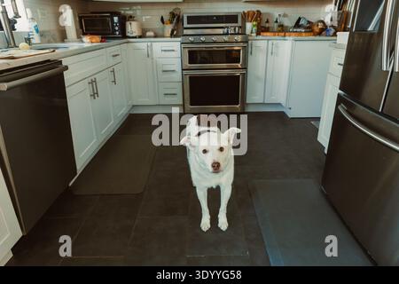 Un chien est debout sur le sol dans une cuisine avec des armoires blanches et des appareils en acier inoxydable. Il est la journée. Banque D'Images