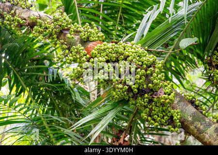 Ficus racemosa, Cluster Fig, Kuranda, Queensalnd, Australie Banque D'Images