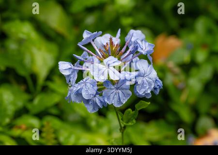 Plumbago auriculata, Plumbago bleu Banque D'Images