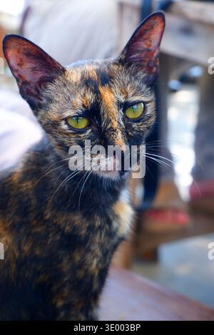 Portrait en gros plan d'un chat en écaille de tortue saisissant avec des yeux jaune-vert intenses. Banque D'Images