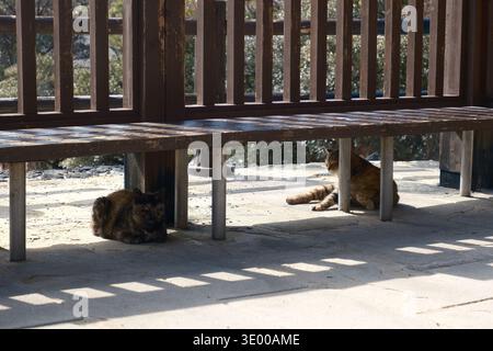 Deux chats errants se reposant à l'ombre sous un banc en bois à Unzen Onsen, Nagasaki, Japon Banque D'Images