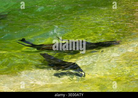 Otaries de Californie (Zalophus californianus) nageant sous l'eau. Banque D'Images