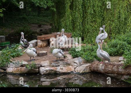 Pélicans australiens (Pelecanus conspicillatus) et pélicans blancs américains (Pelecanus erythrorhynchos) au jardin zoologique de Berlin, Allemagne. Banque D'Images