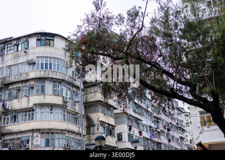 Un arbre de broussailles à fleurs au premier plan contre des immeubles de style Art déco altérés avec des unités de climatisation à Mong Kok, Kowloon, H. Banque D'Images