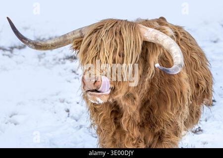 Une vache des Highlands léchant le nez dans un paysage hivernal enneigé Banque D'Images