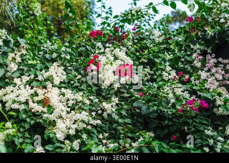 Fleurs de bougainvilliers avec des fleurs blanches et roses poussant sur la vigne tropicale luxuriante dans le jardin Banque D'Images