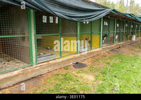 Abri pour chiens. Chien dans une cage. Animal adopter Banque D'Images