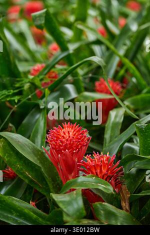 Vue rapprochée des têtes de fleurs broméliades rouges et oranges avec des étamines à pointe violette s'élevant de rosettes vertes tachetées dans un jardin tropical densément planté Banque D'Images