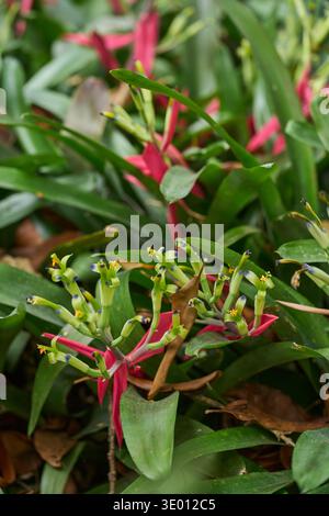 Plantes broméliades en fleurs montrant des fleurs tubulaires vertes avec des étamines à pointe violette et des anthères jaunes émergeant de bractées roses vives parmi les leav verts Banque D'Images
