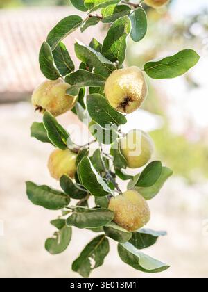 Coings jaunes mûrs suspendus à une branche avec des feuilles vertes dans un jardin ensoleillé. Fruits de coing bio poussant sur une branche d'arbre, prêts pour la harv d'automne Banque D'Images