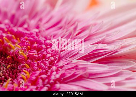 Délicate fleur de gerbera rose pâle avec un centre rose vif, gros plan. Banque D'Images
