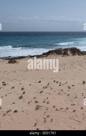 Dunes de sable avec de petites plantes côtières surplombant l'océan Atlantique près de Corralejo Fuerteventura Îles Canaries Espagne désert comme paysage côtier Banque D'Images