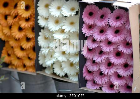 Gerbera fleuriste Banque D'Images